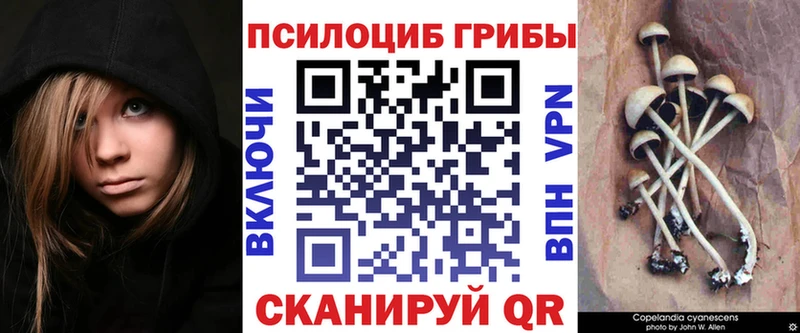 Купить закладки  Никольск  Псилоцибиновые грибы Psilocybe 